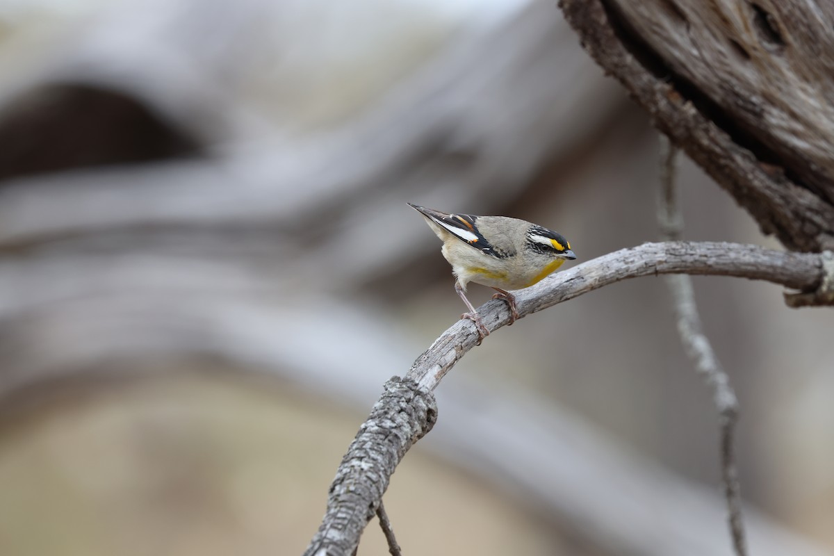 Желтогрудый радужник - ML647450041