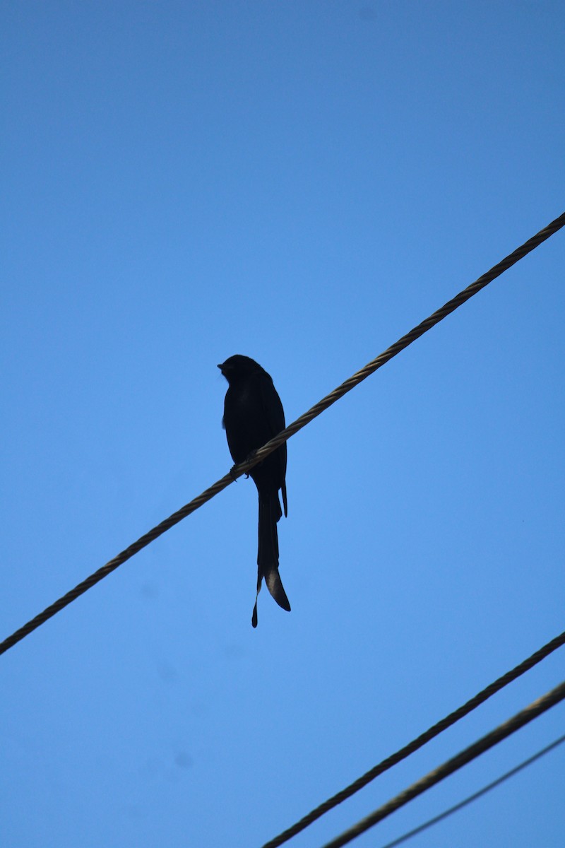 Black Drongo - ML647450051