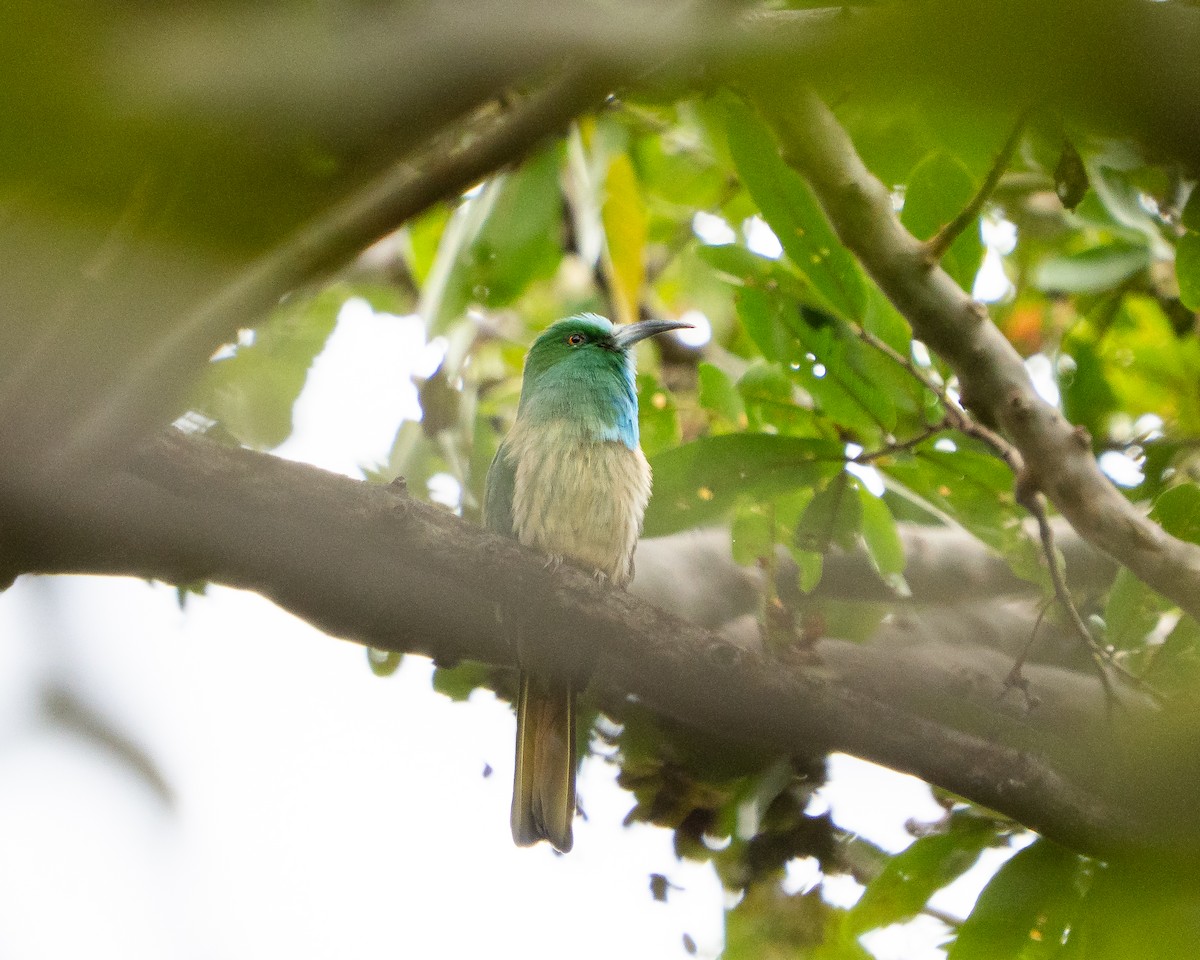 Blue-bearded Bee-eater - ML647450057