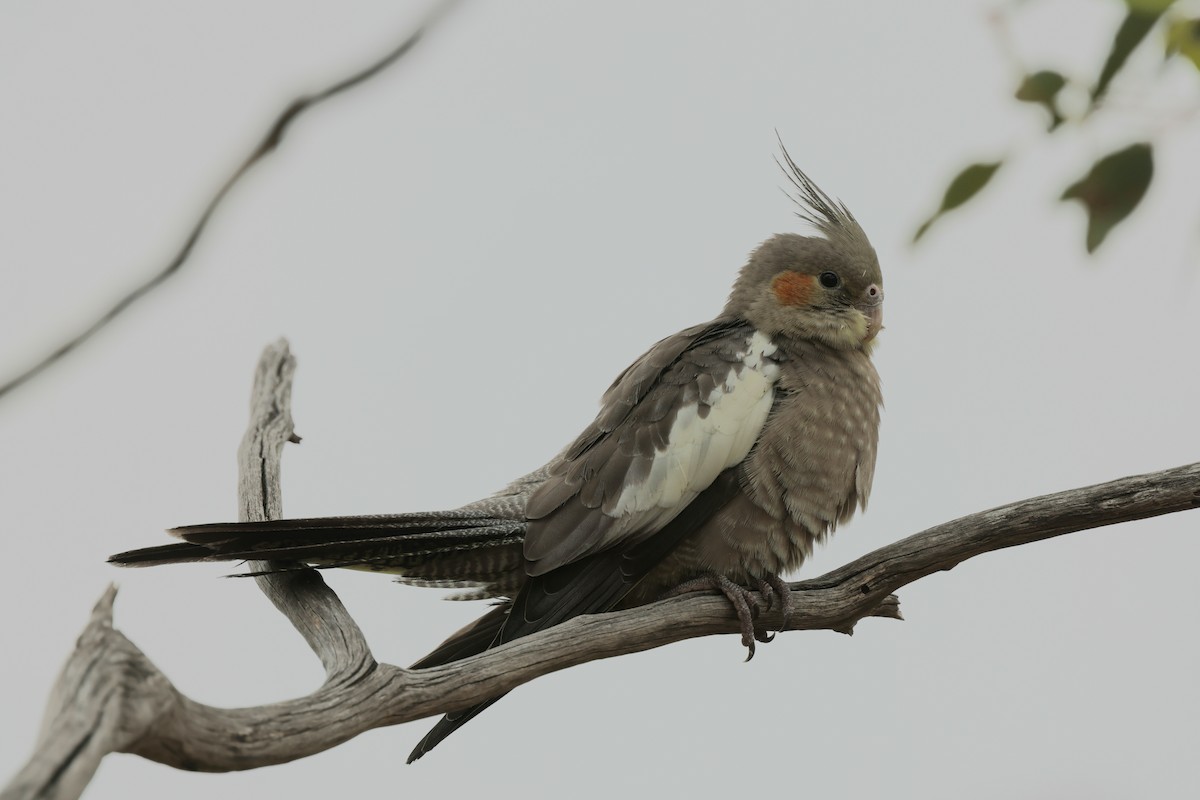 Корелла - ML647450069