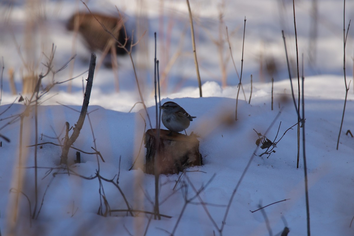 American Tree Sparrow - ML647450071