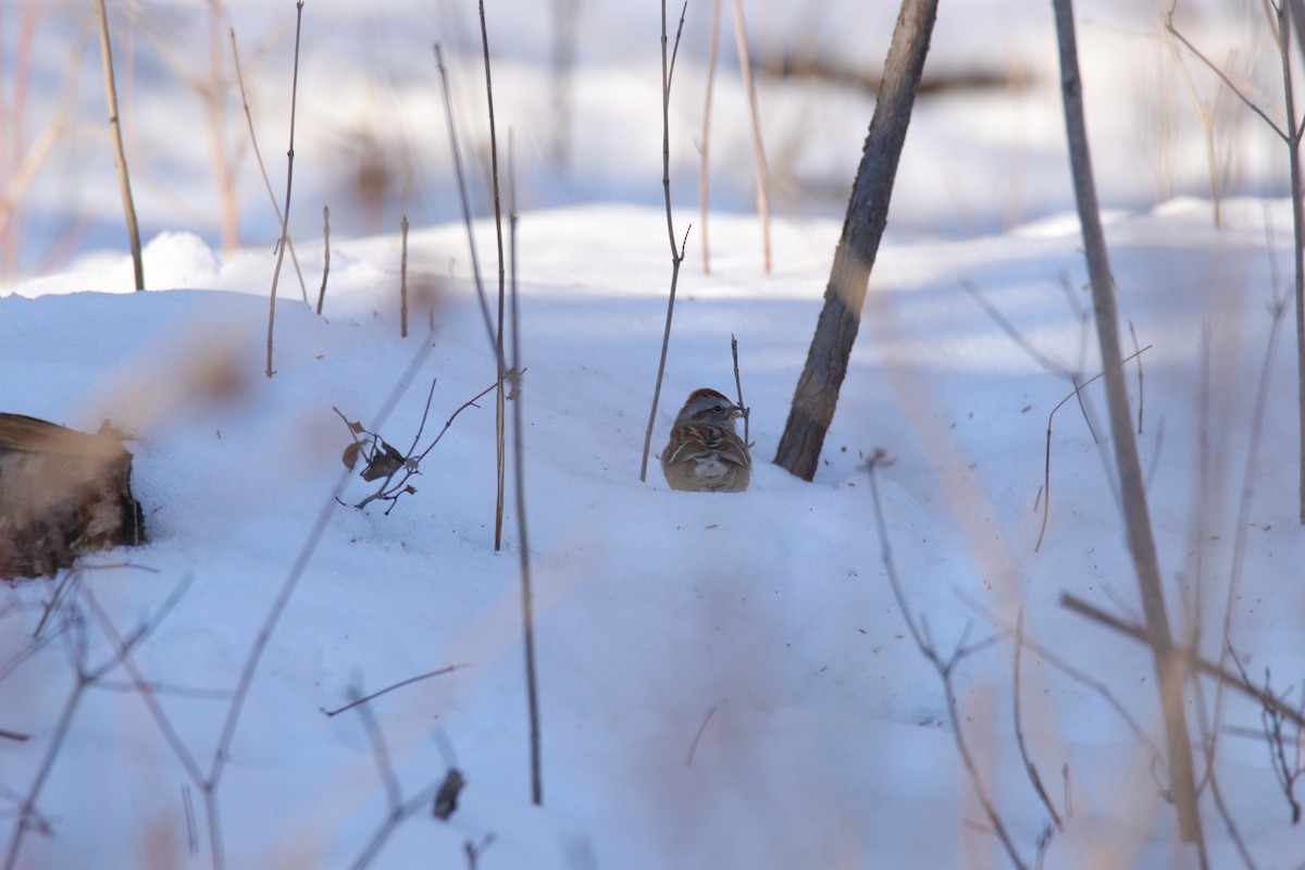 American Tree Sparrow - ML647450072
