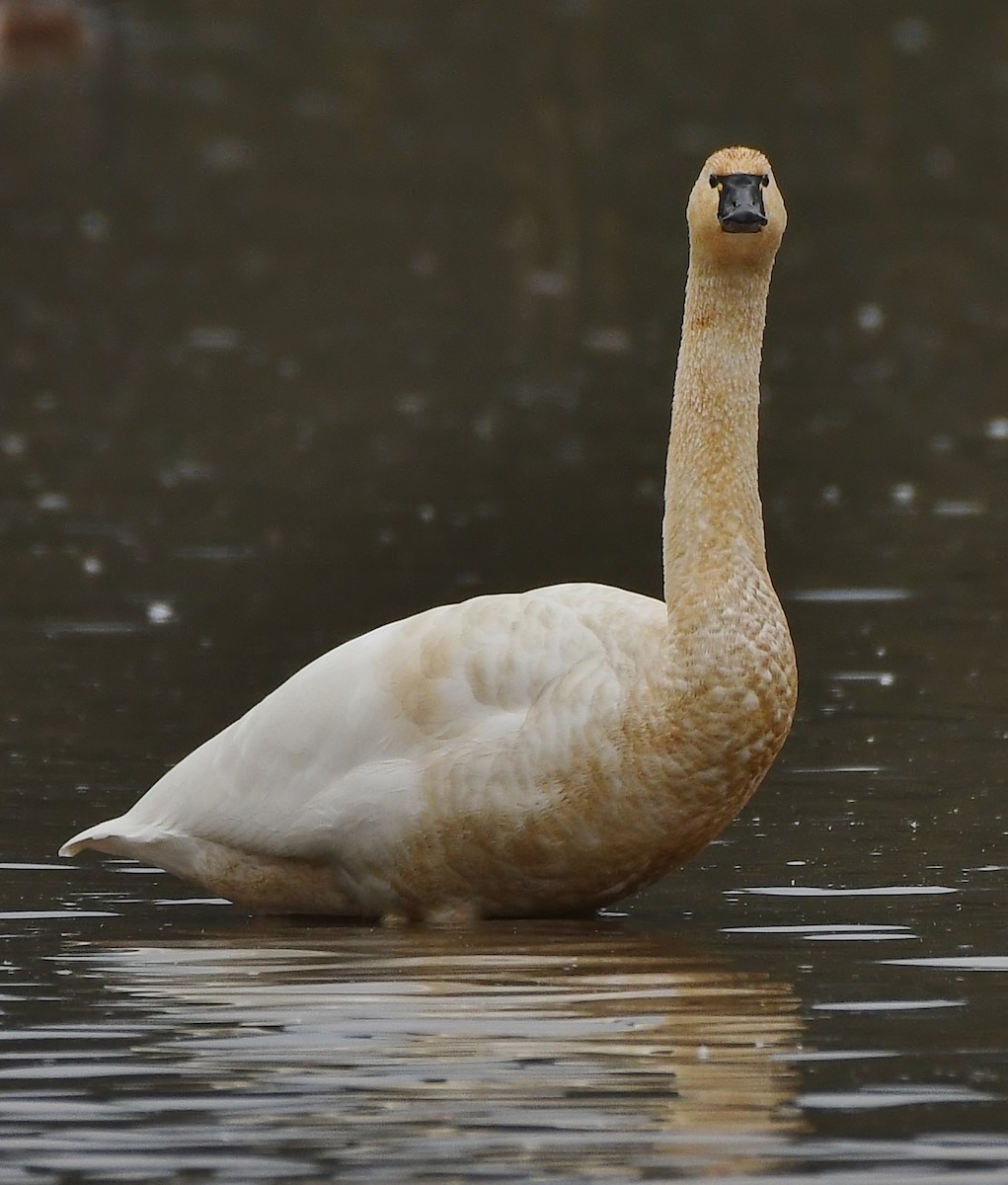 Beltxarga txistularia - ML647450078