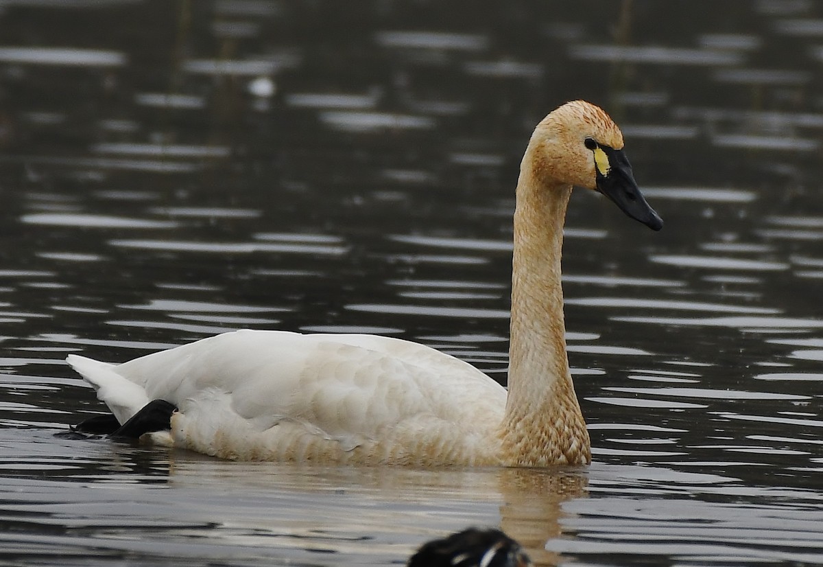 Beltxarga txistularia - ML647450079