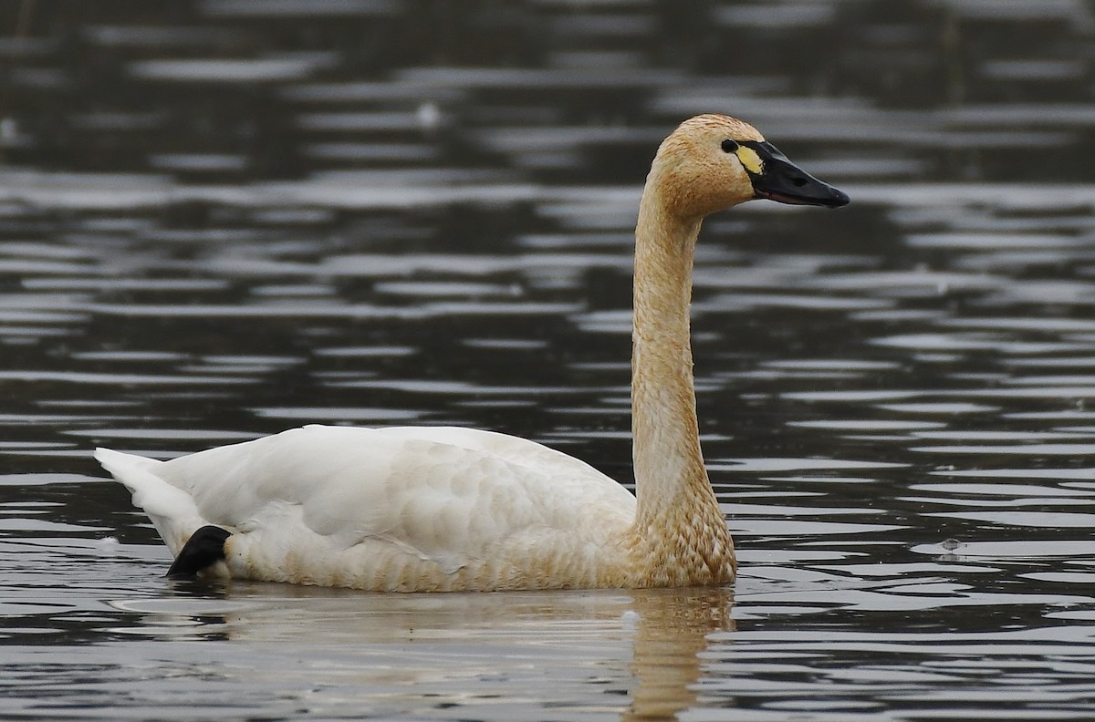 Beltxarga txistularia - ML647450080