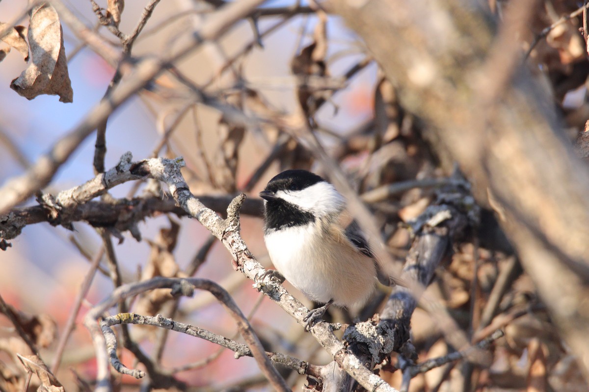 Black-capped Chickadee - ML647450086