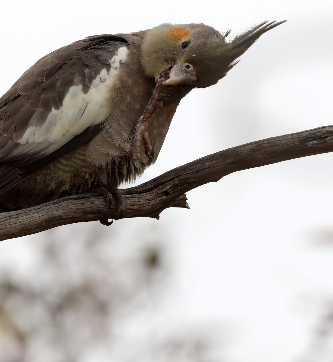 Корелла - ML647450090