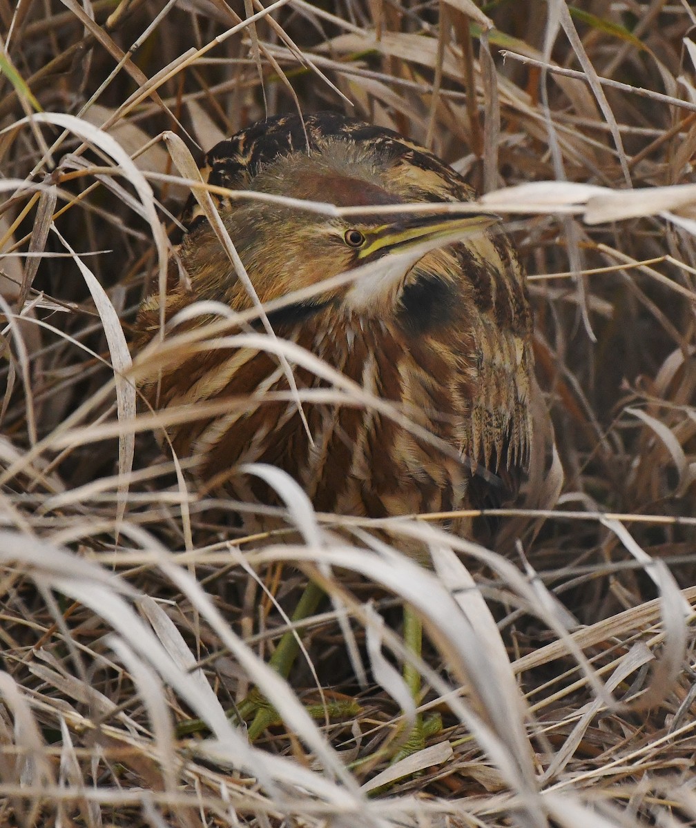 Txori zezen amerikarra - ML647450093