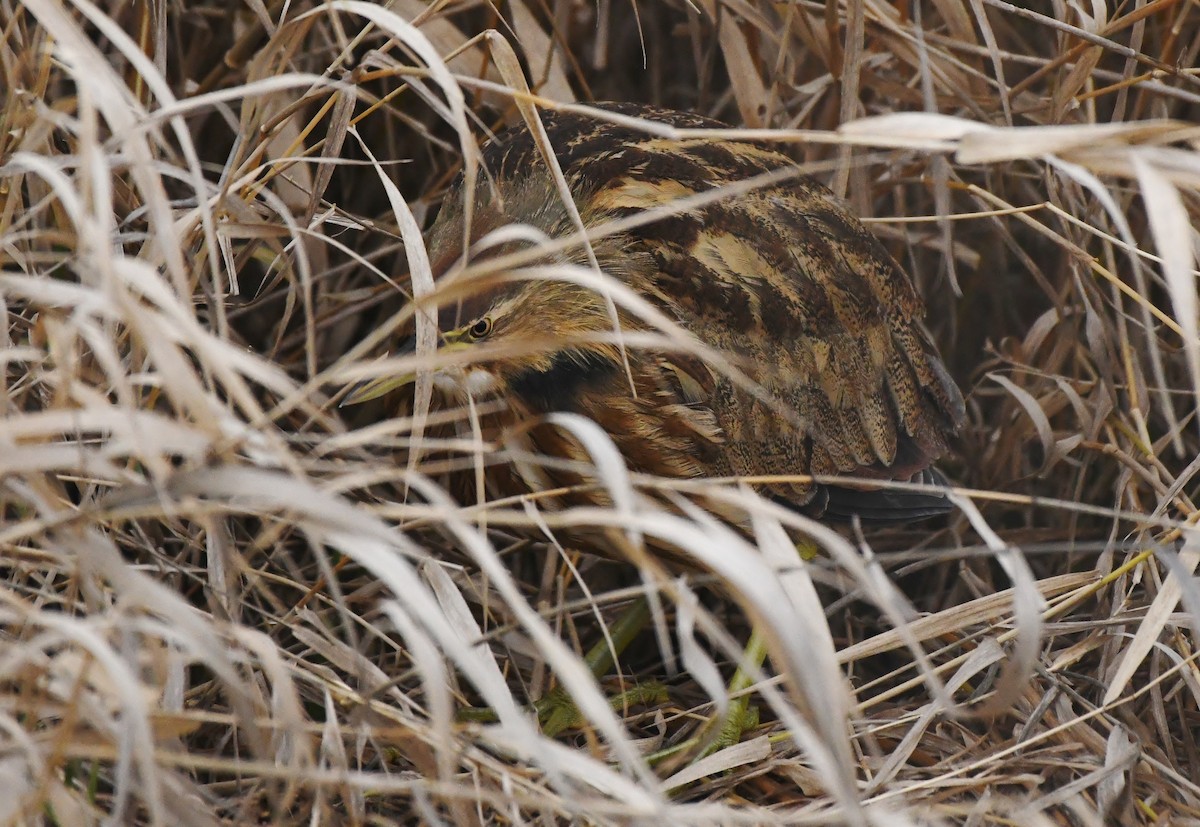 Txori zezen amerikarra - ML647450094