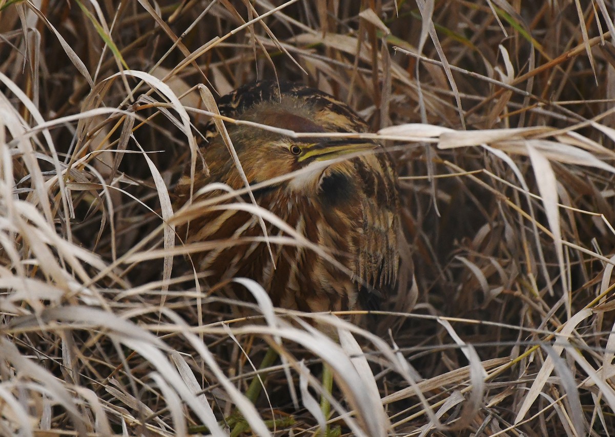 Txori zezen amerikarra - ML647450095