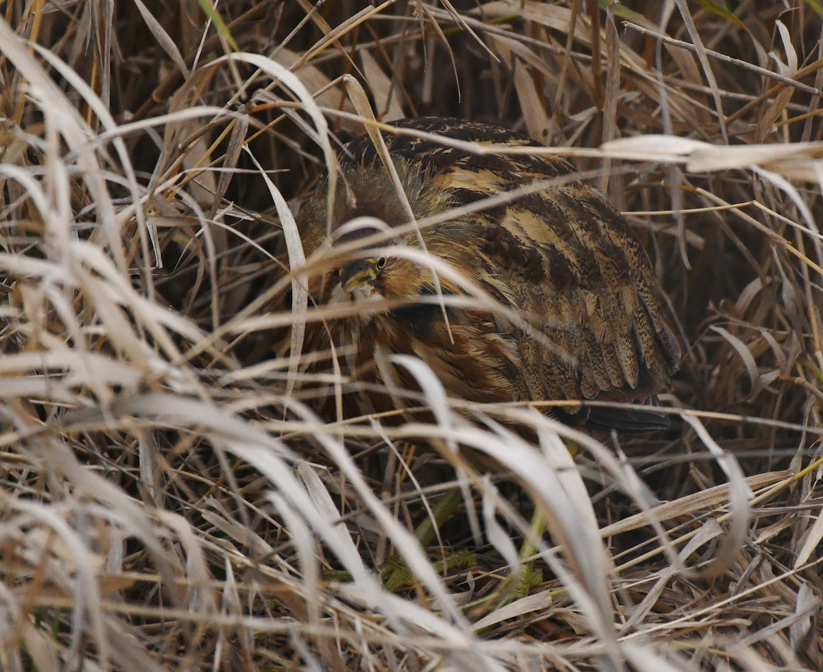 Txori zezen amerikarra - ML647450096