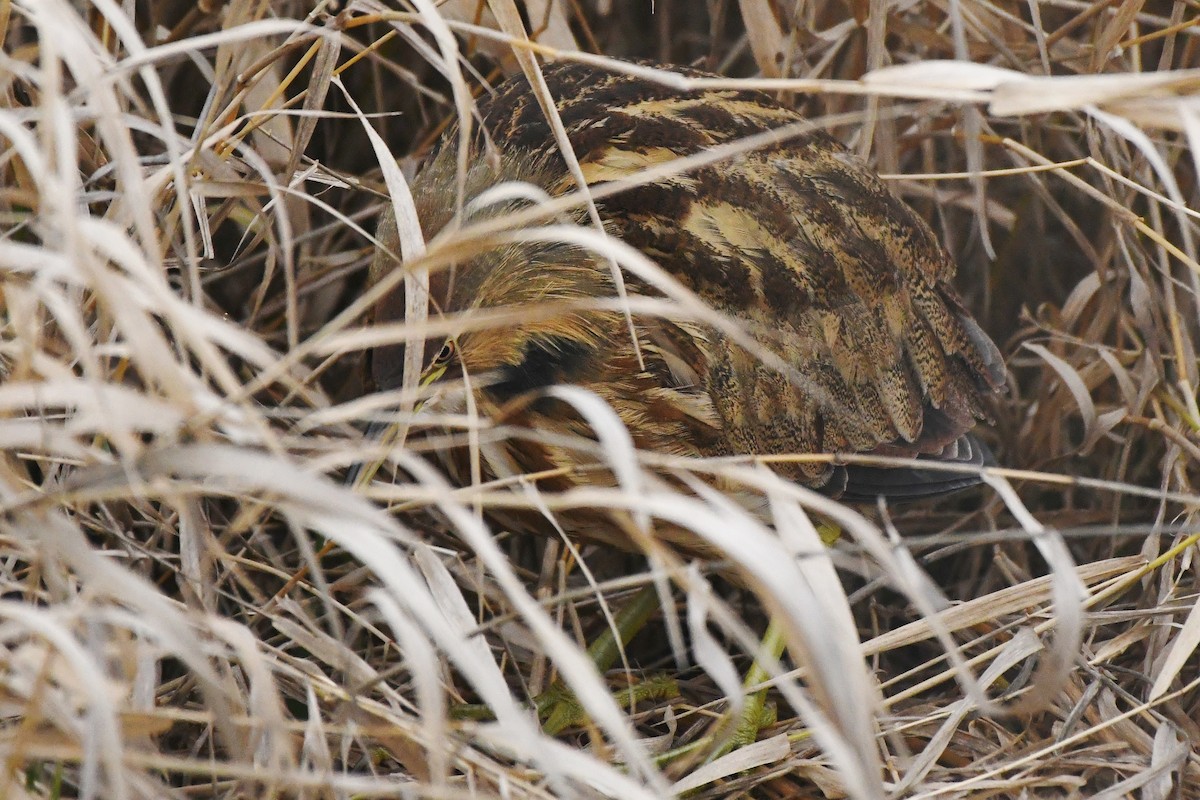 Txori zezen amerikarra - ML647450097