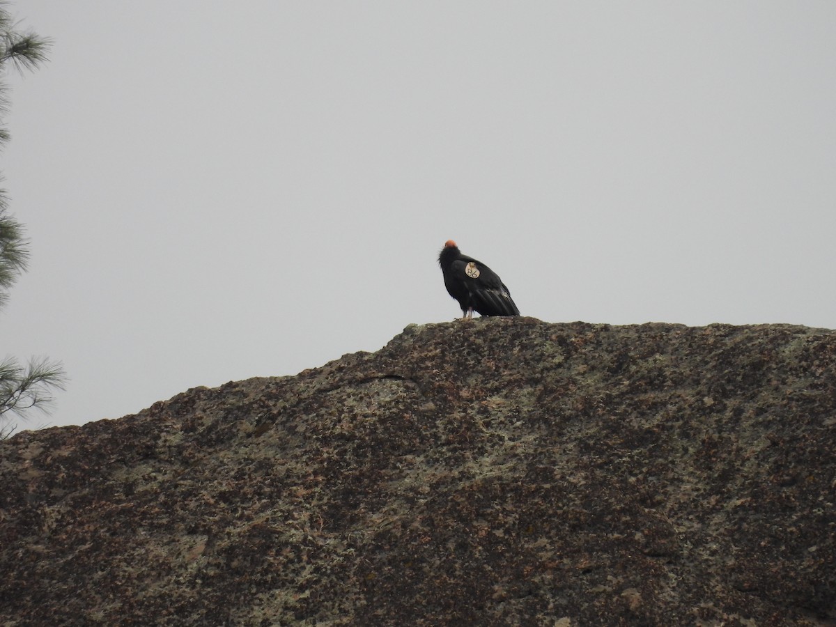 California Condor - ML647450098