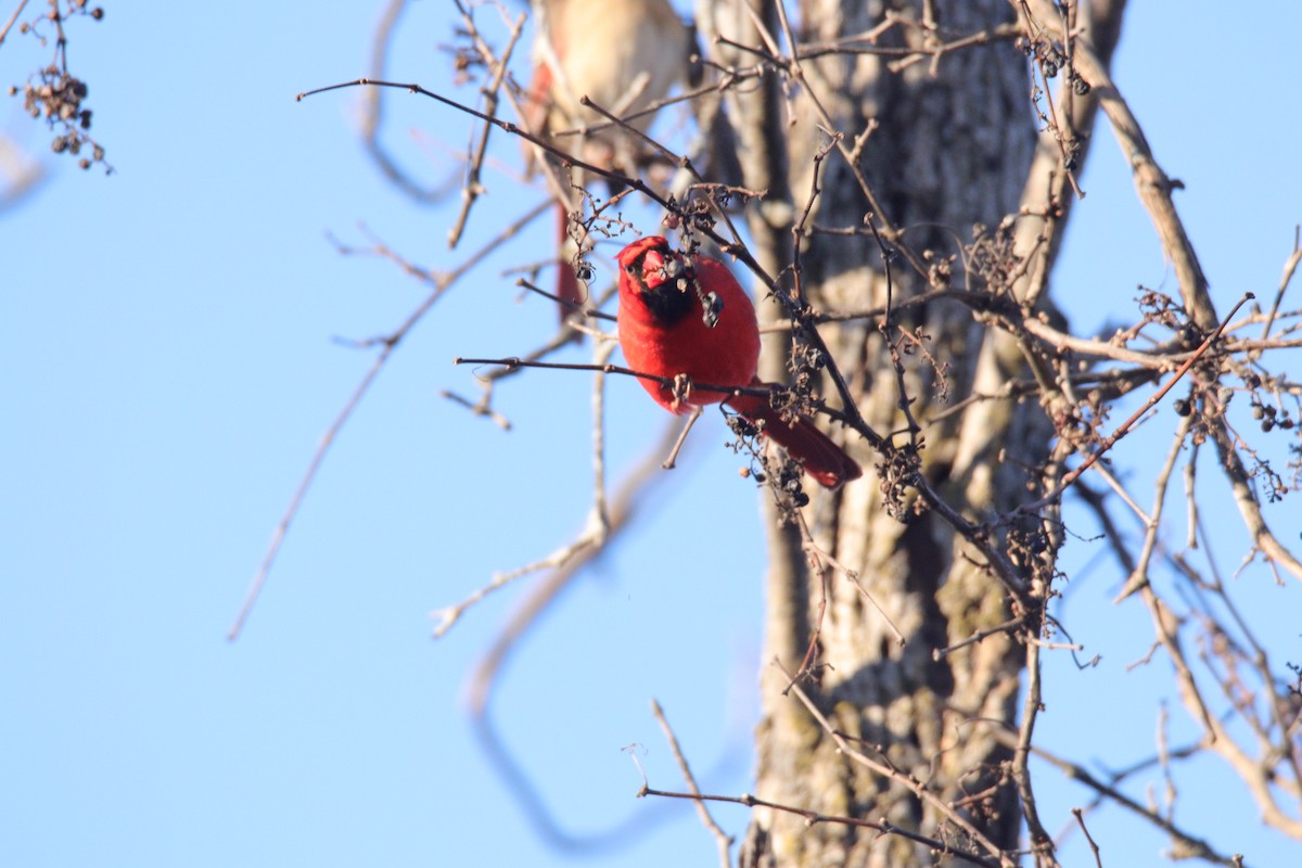 rødkardinal - ML647450119