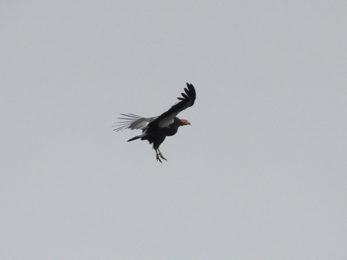 California Condor - ML647450120