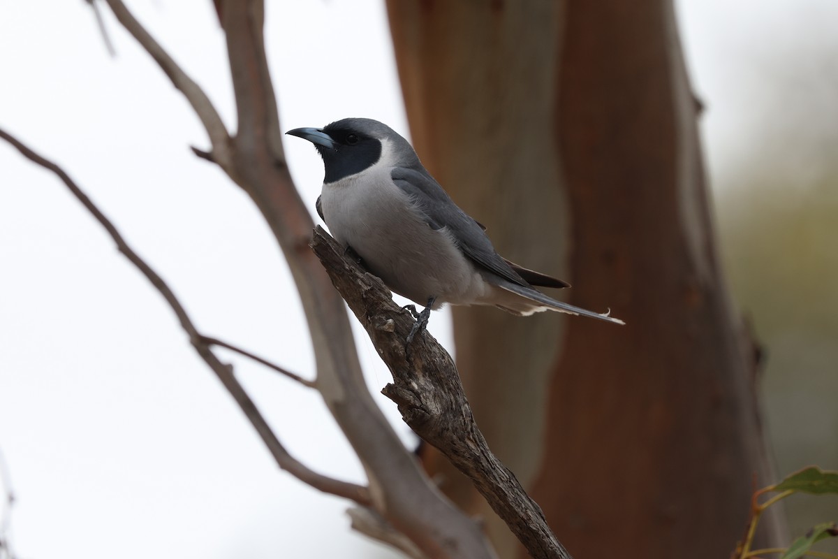 Чернолицый артам - ML647450121