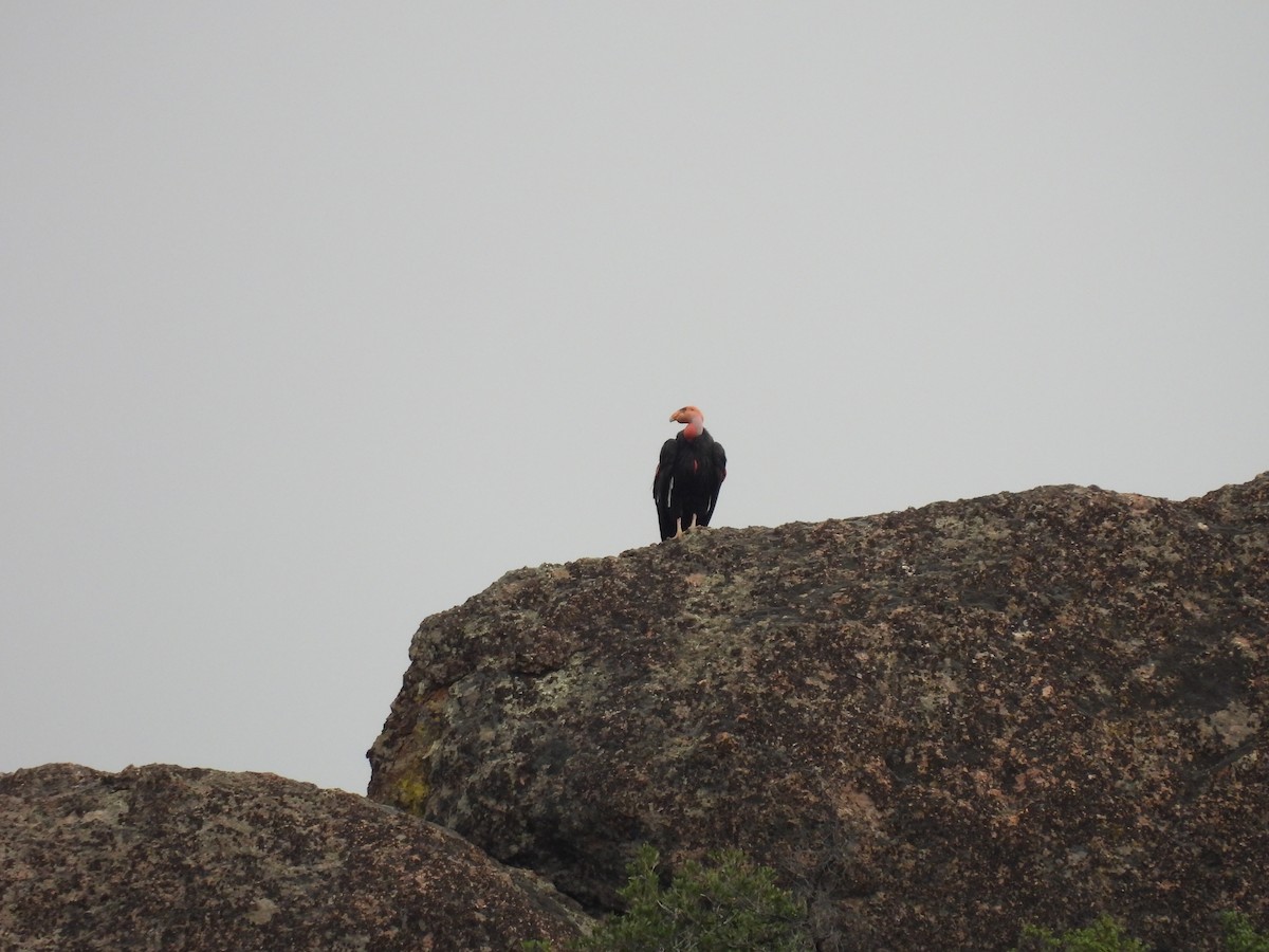 California Condor - ML647450122