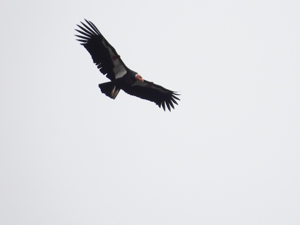 California Condor - ML647450128