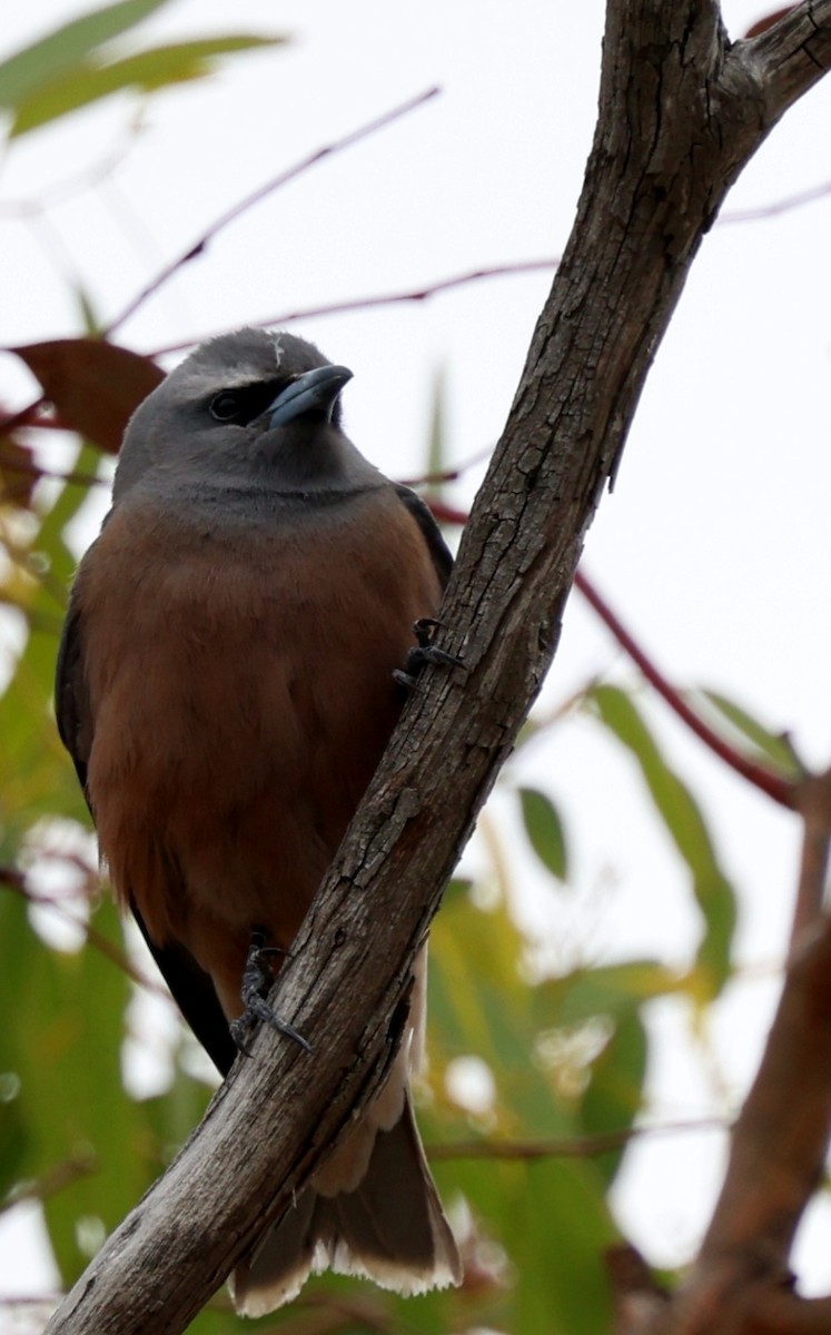 Белобровый артам - ML647450129