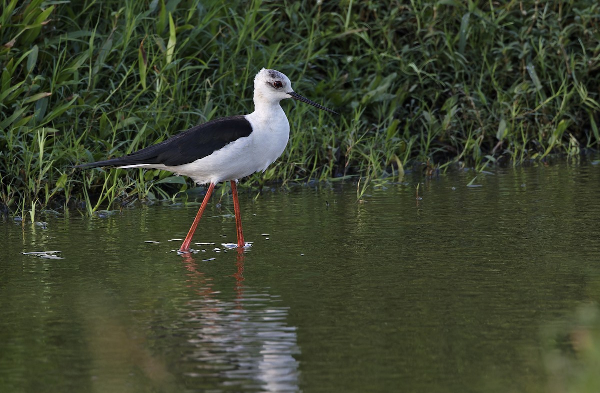 Black-winged Stilt - ML647450130