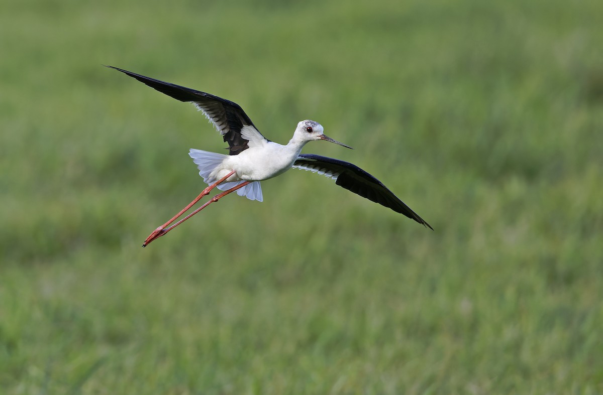 Black-winged Stilt - ML647450131