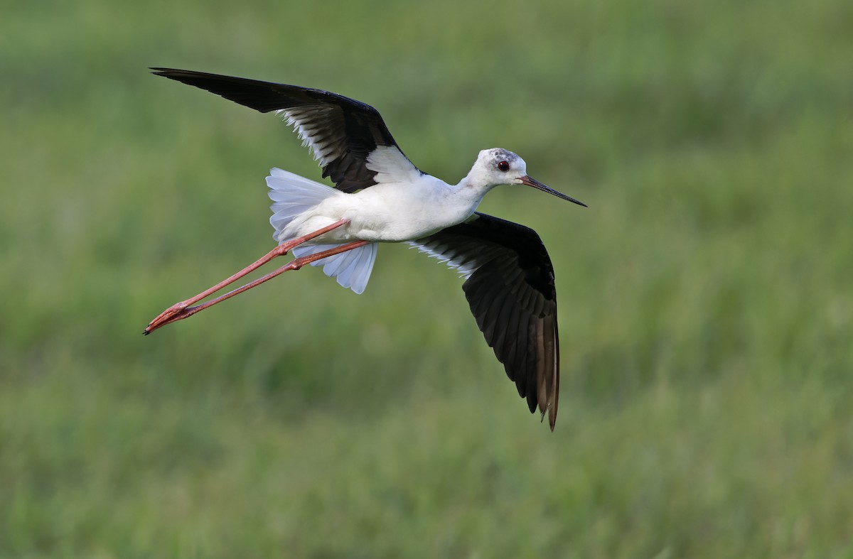 Black-winged Stilt - ML647450132