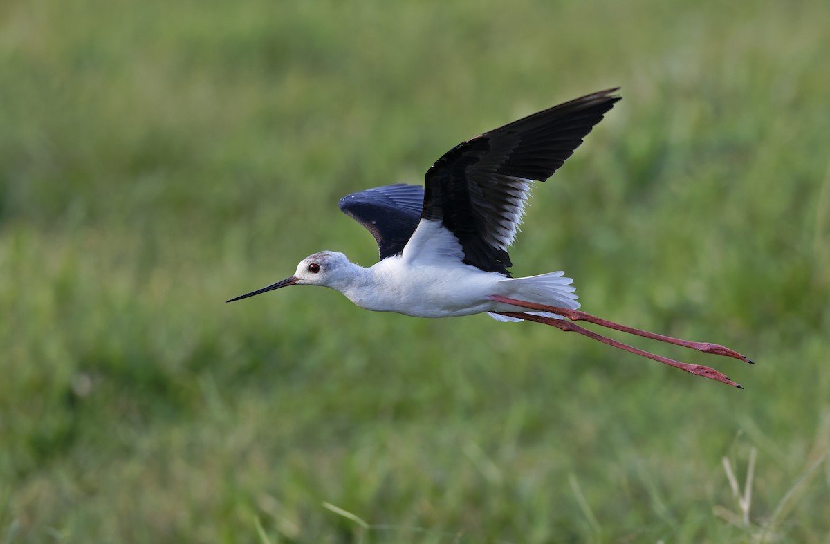 Black-winged Stilt - ML647450133