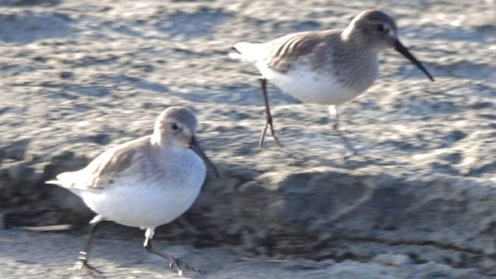 Dunlin - ML647450150