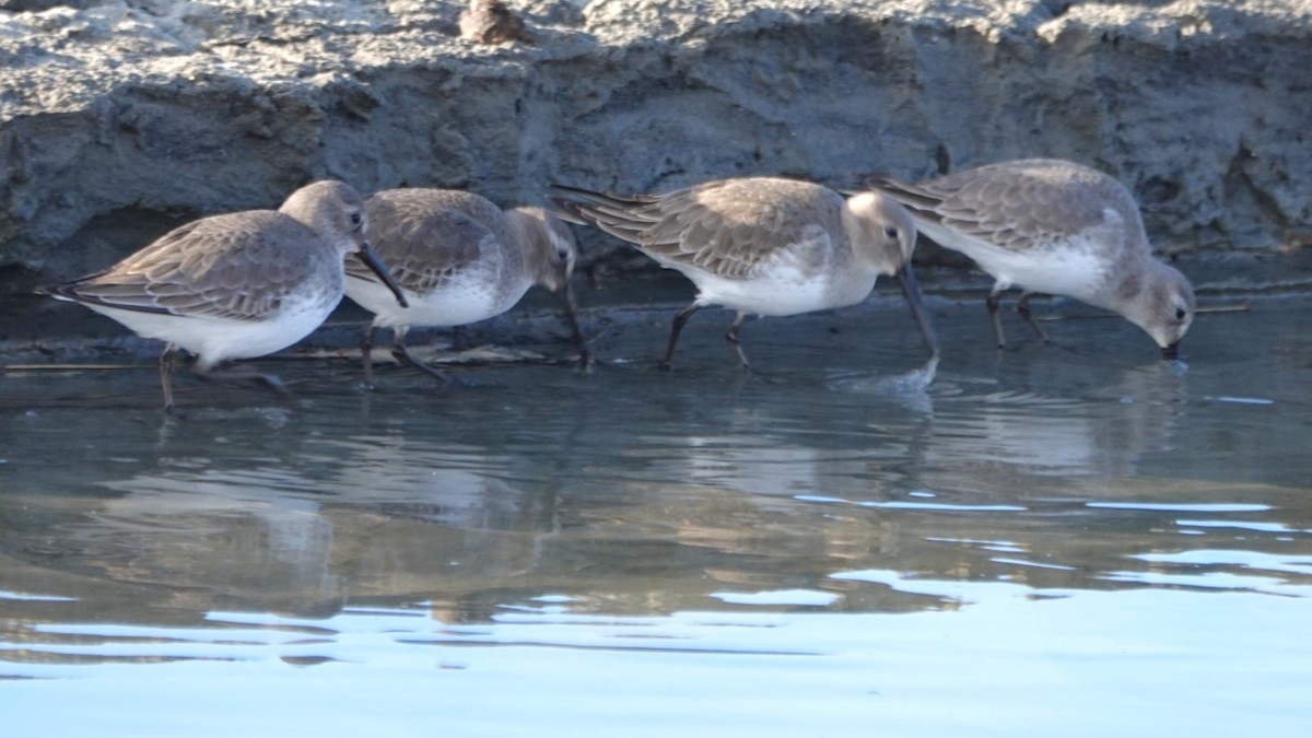 Dunlin - ML647450151