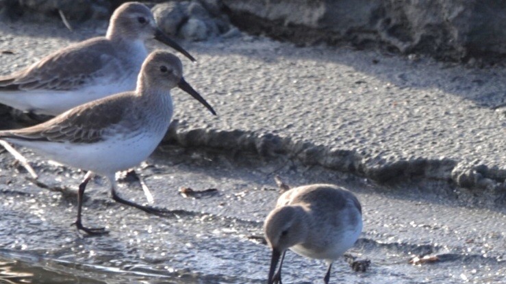 Dunlin - ML647450152