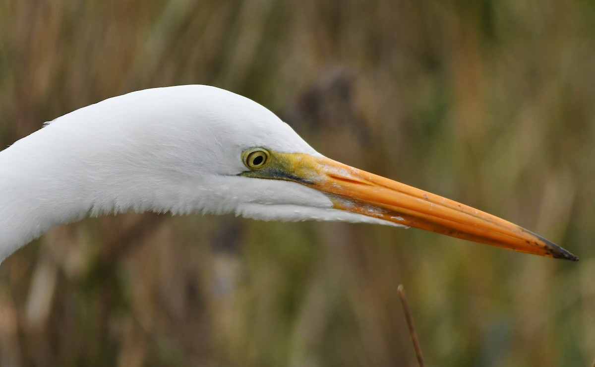 Koartza zuria - ML647450159