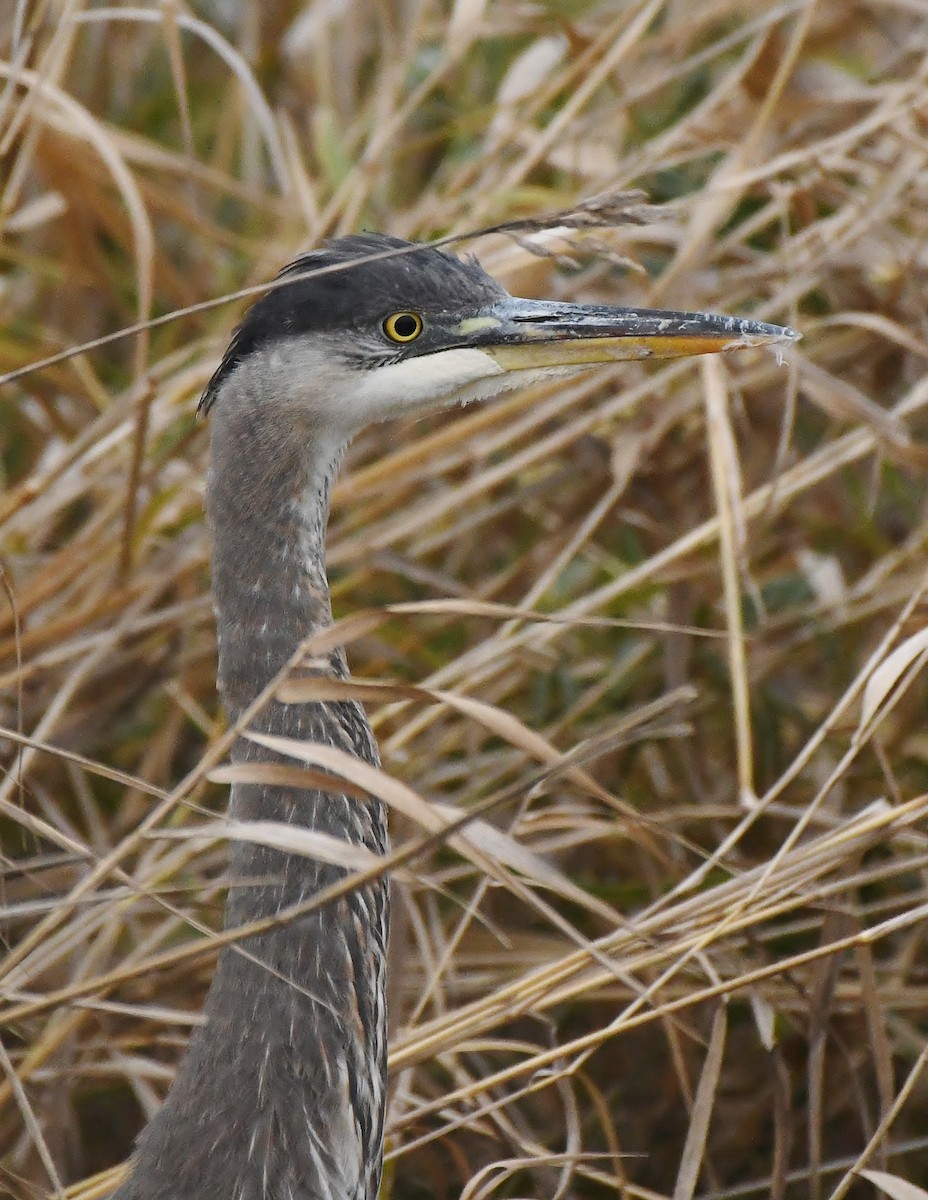 Koartza hauskara amerikarra - ML647450162