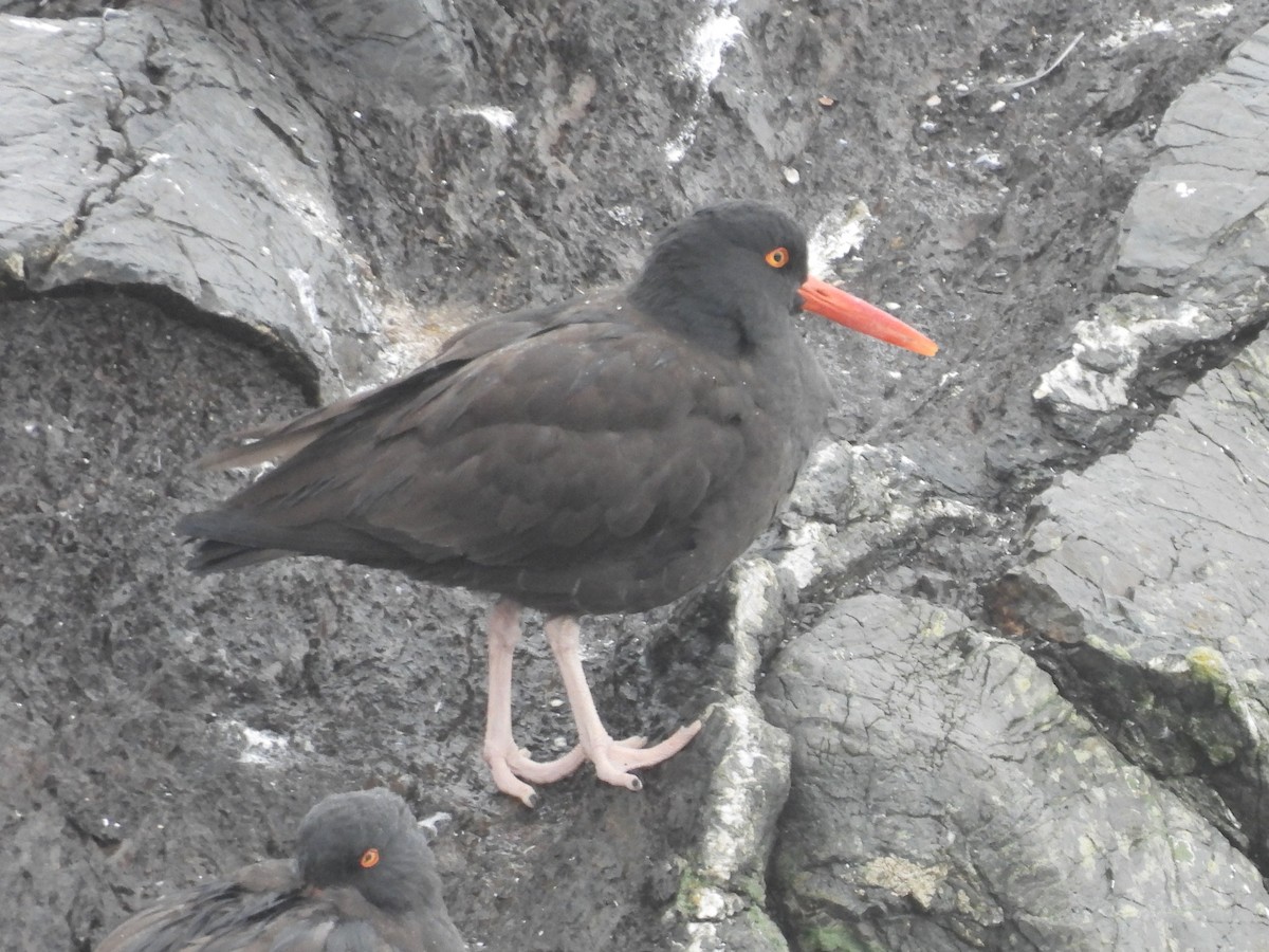 Huîtrier de Bachman - ML647450169