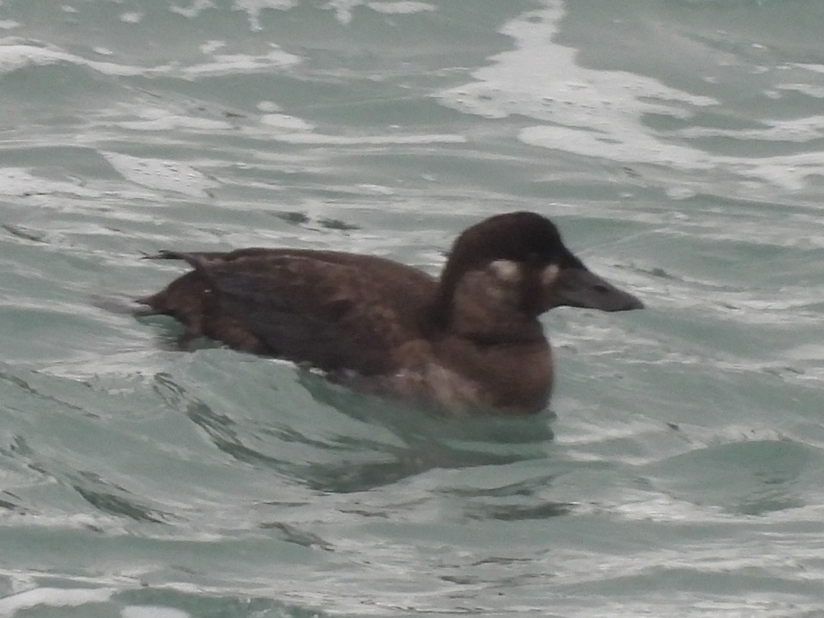 Macreuse à front blanc - ML647450175