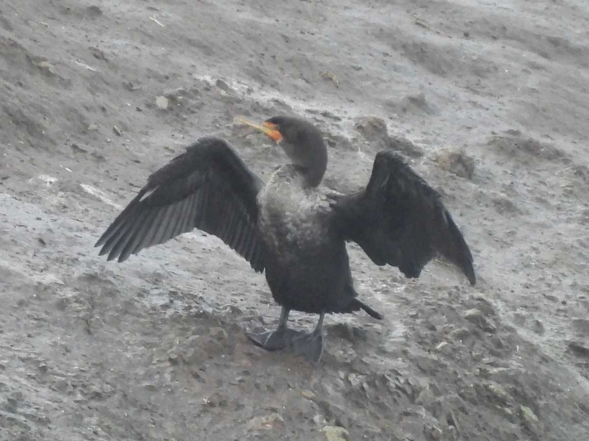 Cormoran à aigrettes - ML647450182