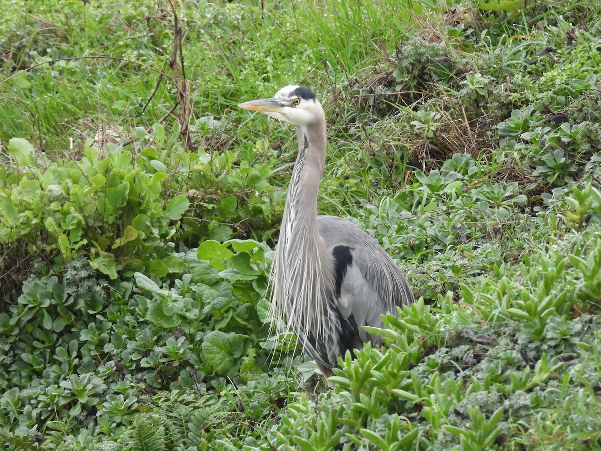 Grand Héron - ML647450186