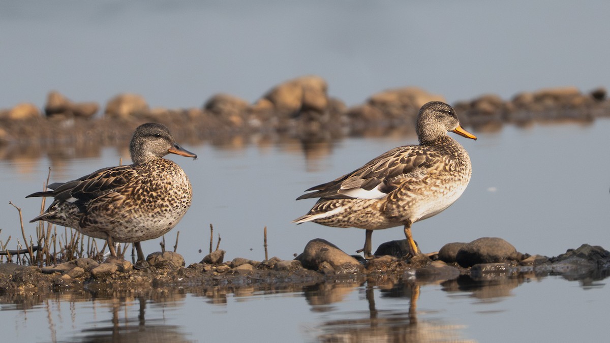 Ipar-ahatea - ML647450216