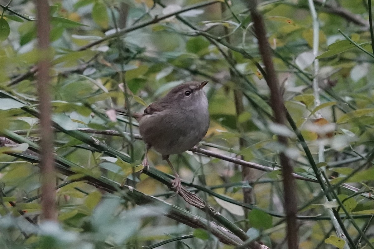 Brownish-flanked Bush Warbler - ML647450221