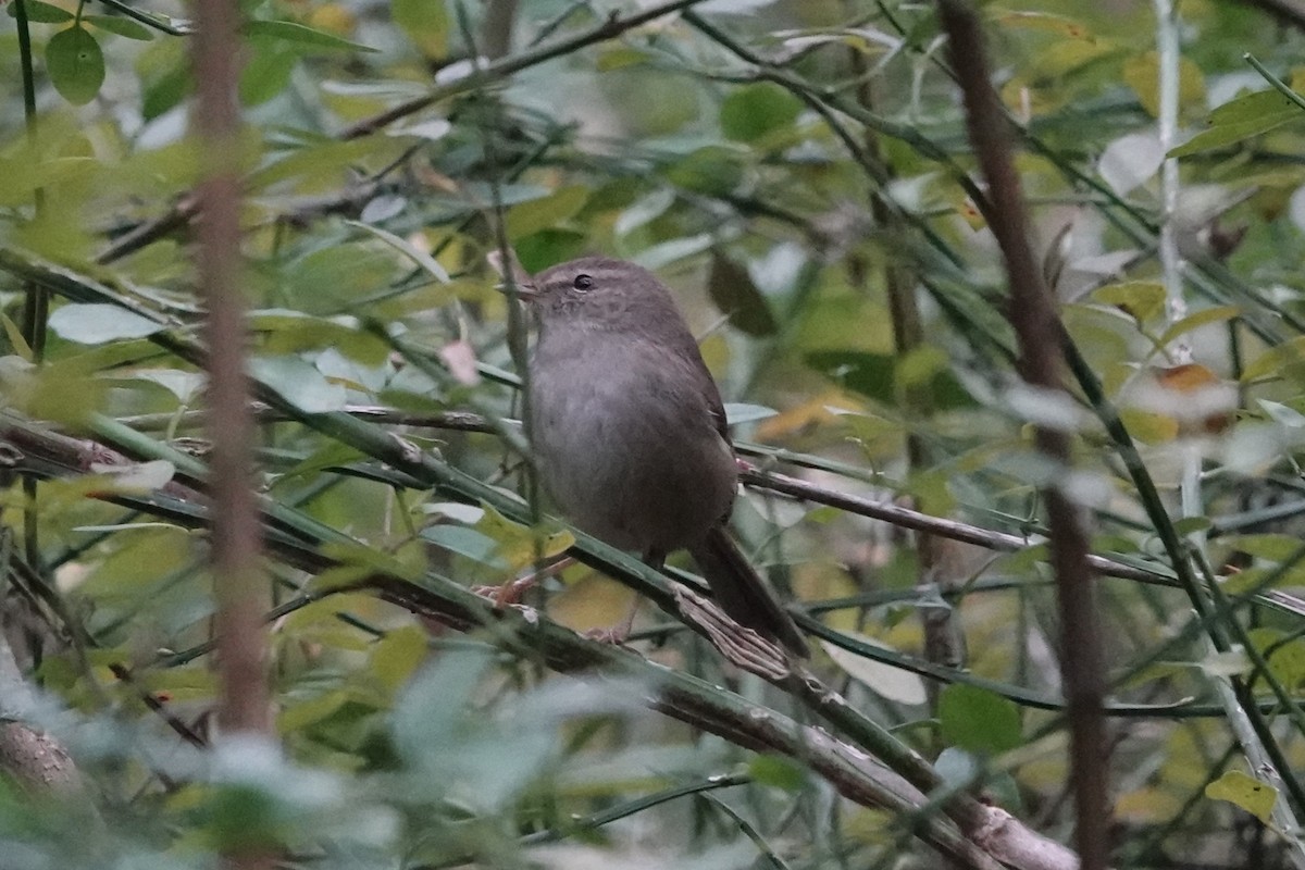 Brownish-flanked Bush Warbler - ML647450222