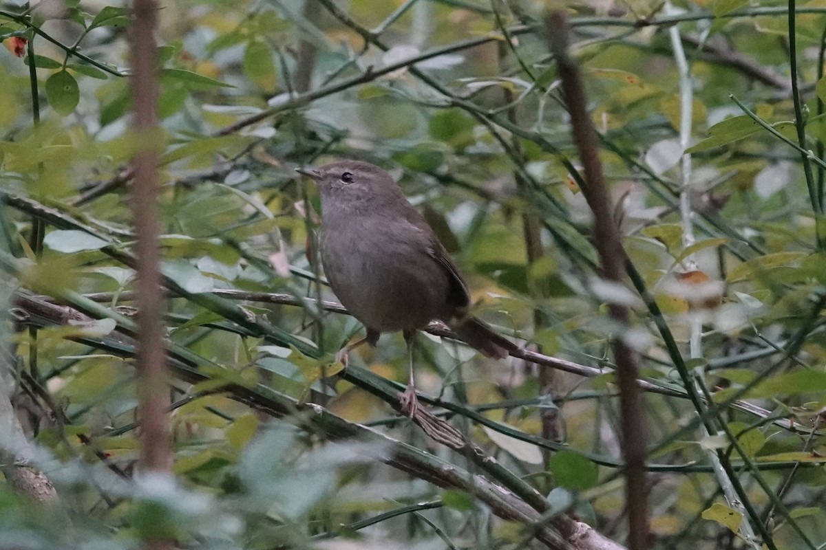 Brownish-flanked Bush Warbler - ML647450223