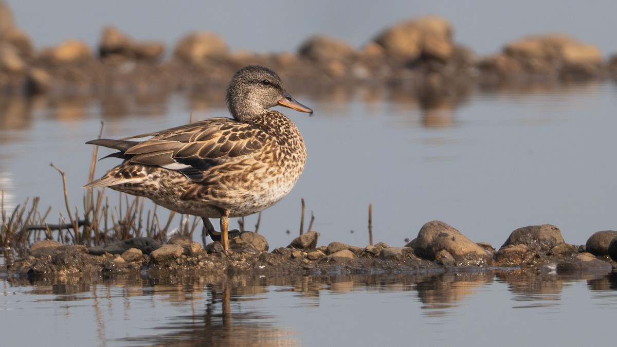 Ipar-ahatea - ML647450227