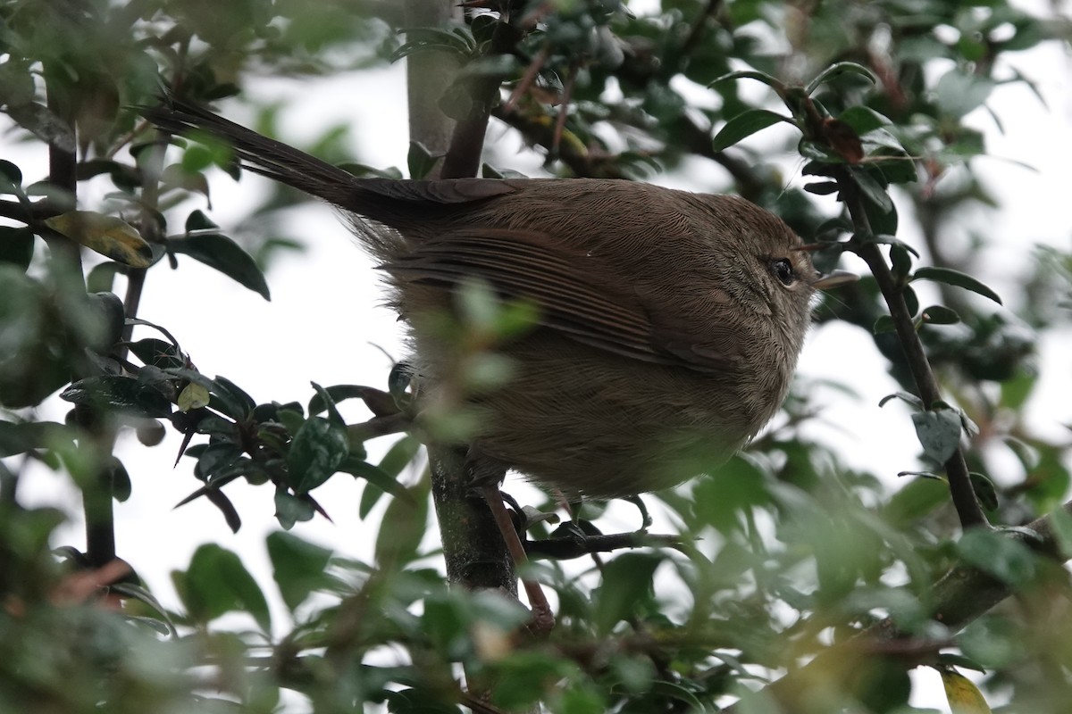 Brownish-flanked Bush Warbler - ML647450247