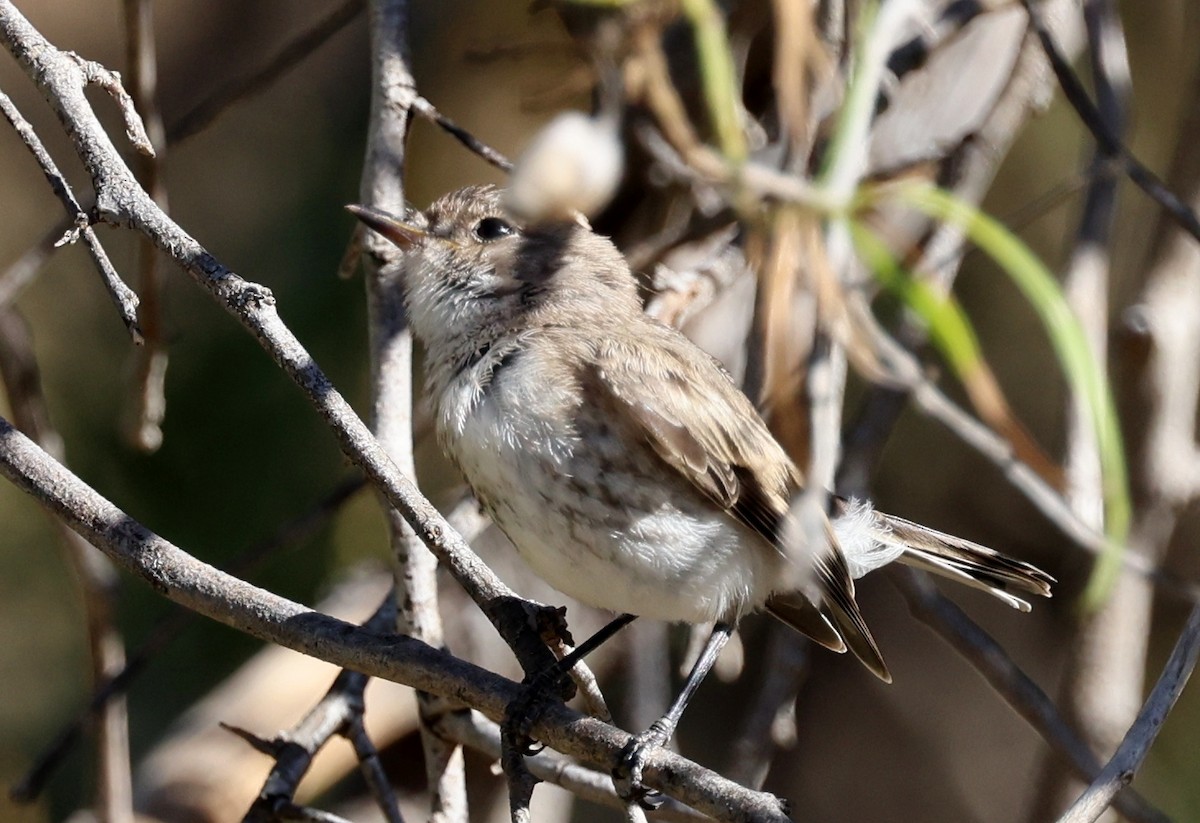Red-capped Robin - ML647450249