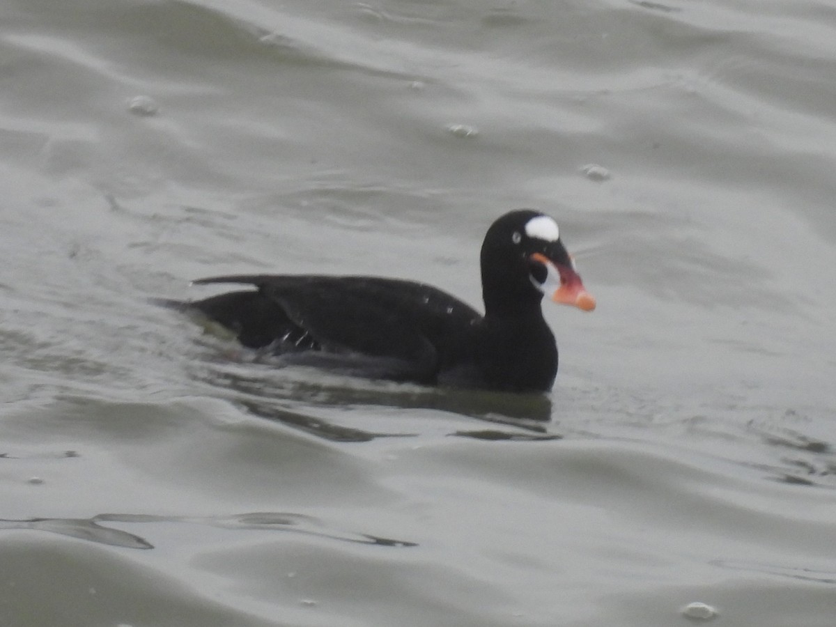 Macreuse à front blanc - ML647450250
