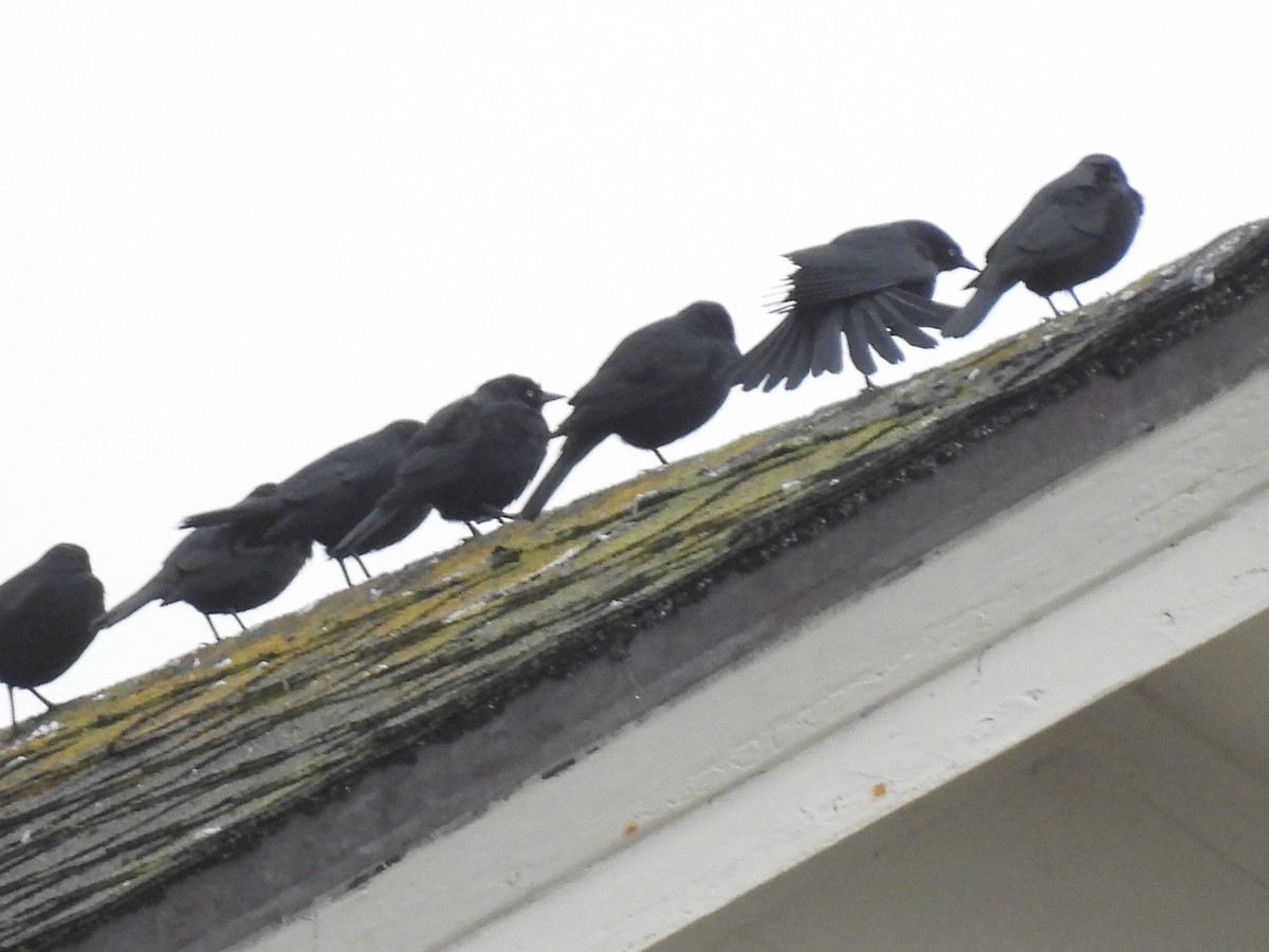 Quiscale de Brewer - ML647450253