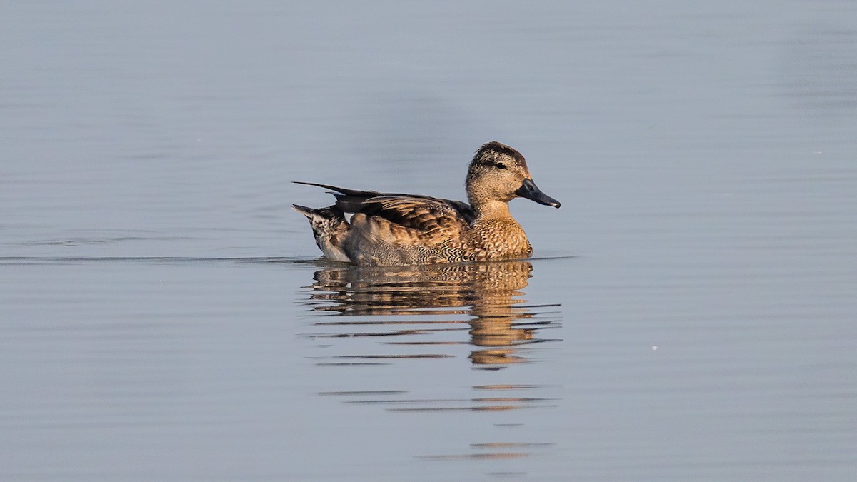 Ipar-ahatea - ML647450260