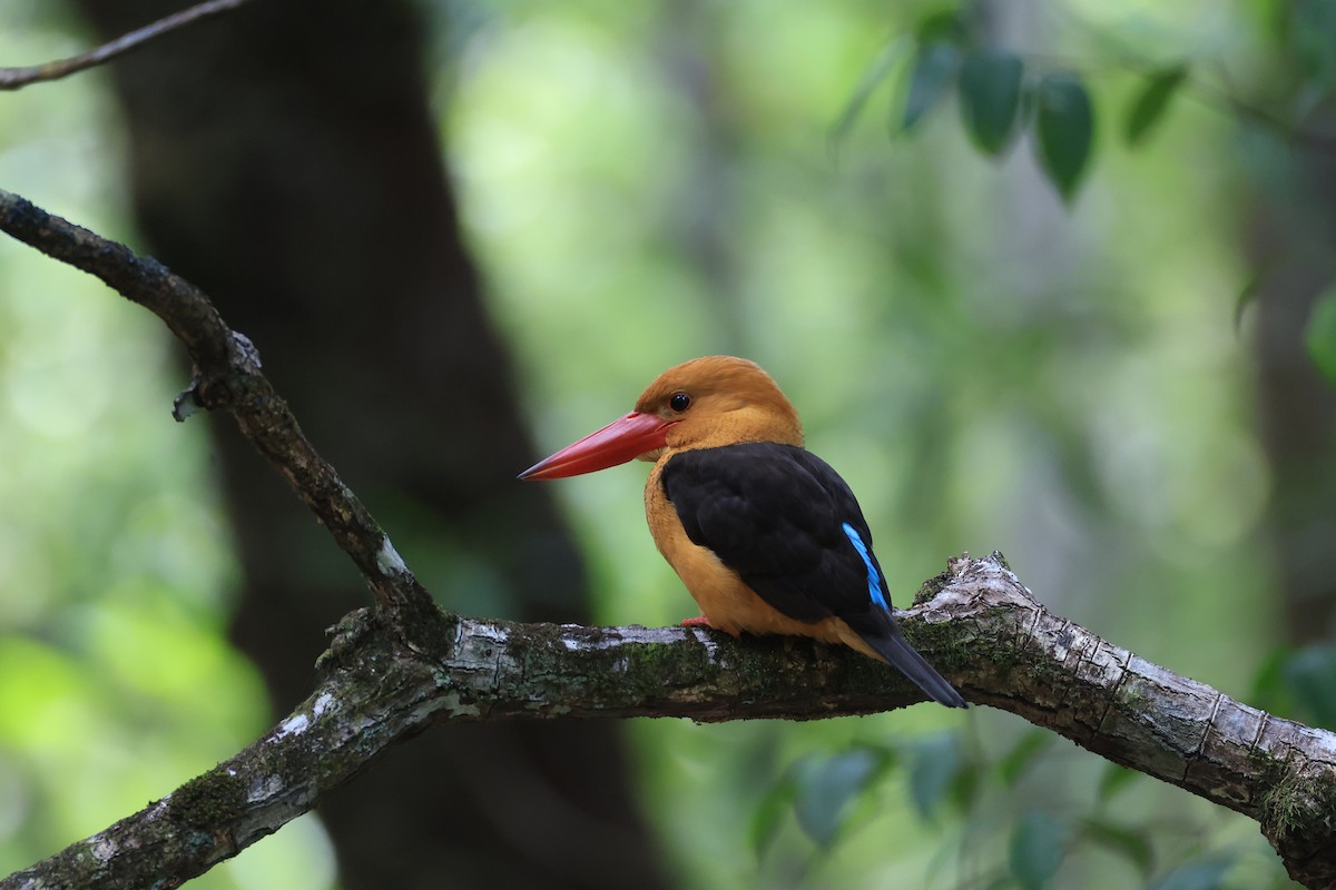 Brown-winged Kingfisher - ML647450262