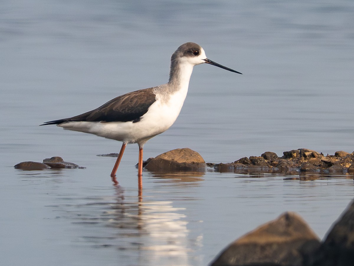 Black-winged Stilt - ML647450265