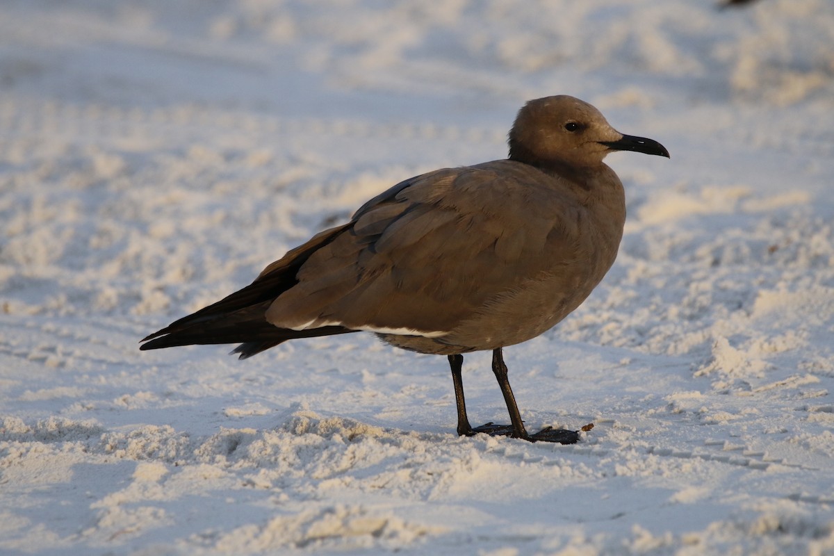 Gray Gull - ML647450273