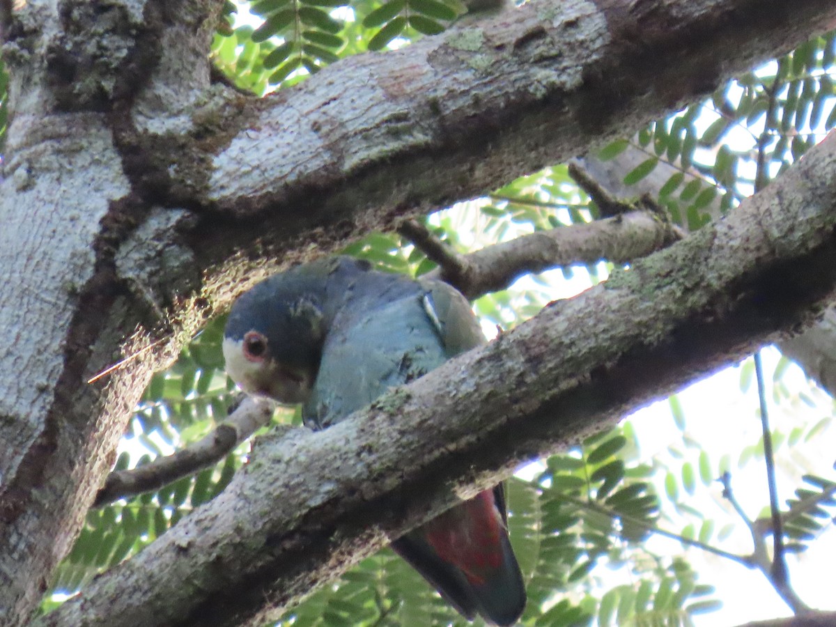 Loro Senil - ML647450274